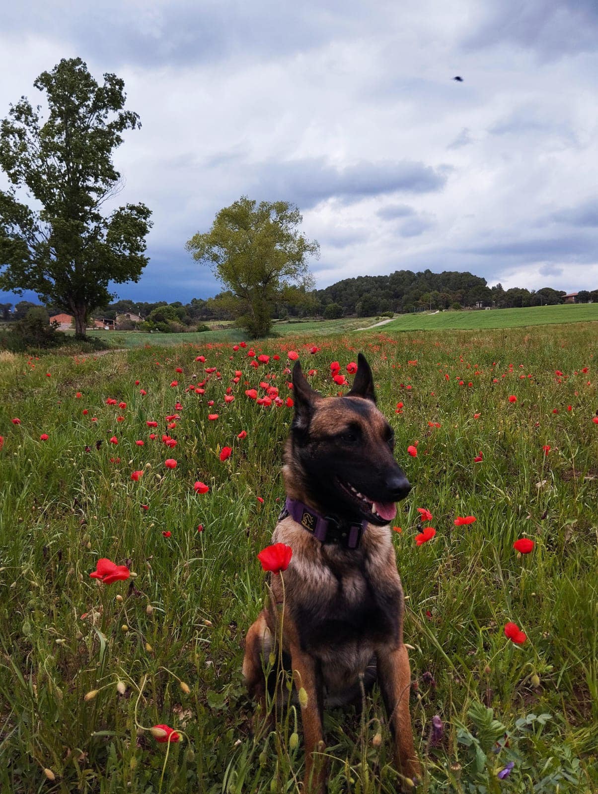perro en campo de amapolas