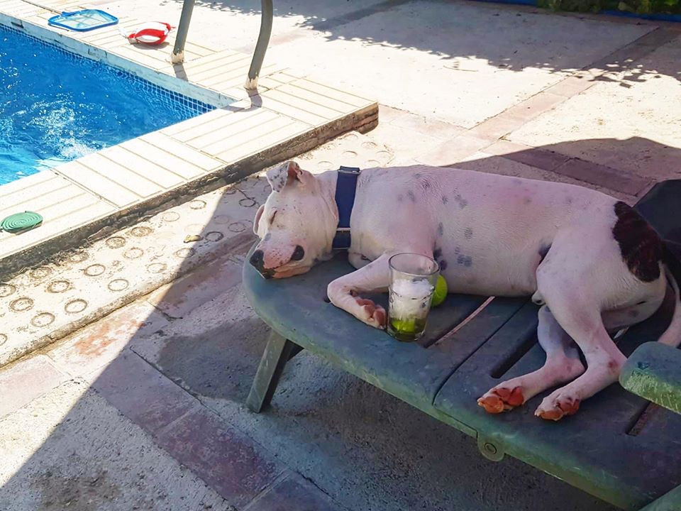 perro en la sombra durmiendo