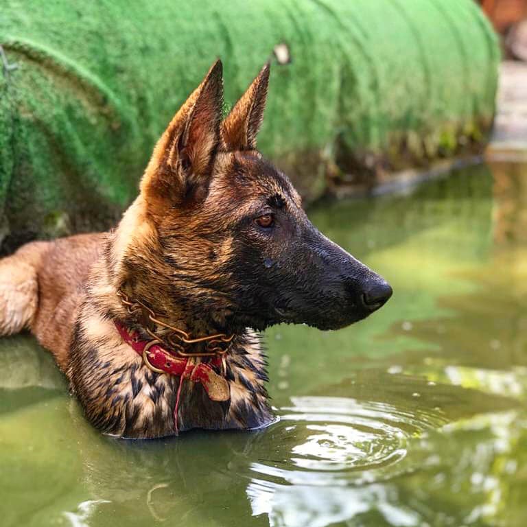 perro dándose un baño