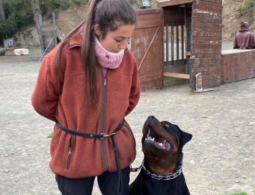 ¿Por qué el perro debe ir a mi lado izquierdo?