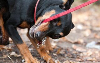 perro que muerde la correa