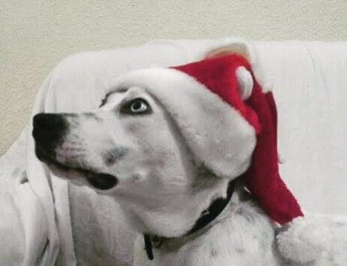Los mejores consejos si quieres regalar un perro por navidad