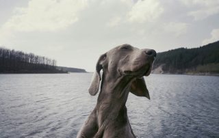 mi perro no escucha