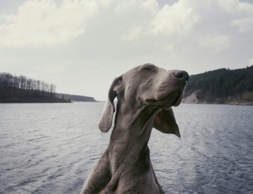 Mi perro no me escucha: 7 claves para mejorar la comunicación con tu compañero canino