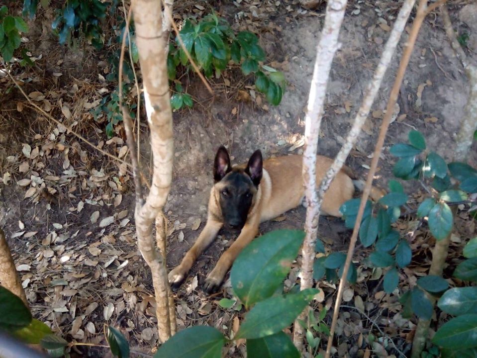 perro en la montaña descansando