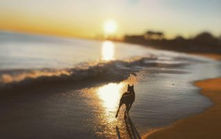 perro en la playa al atardecer