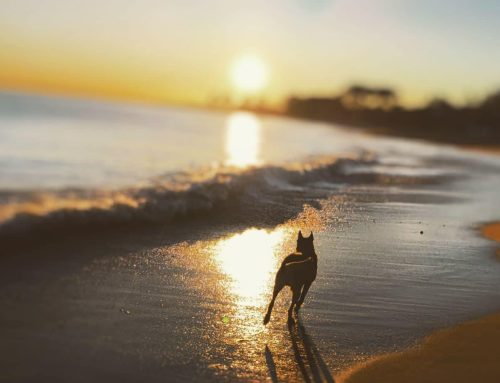11 mejores consejos para viajar con tu perro