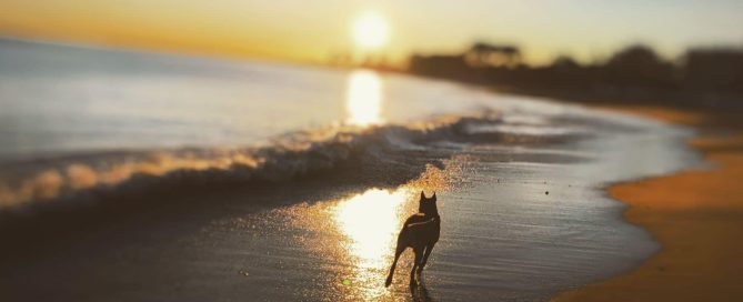 perro en la playa al atardecer