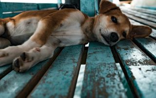 Perro tumbado relajado sobre un suelo de madera en exterior, con expresión tranquila y ambiente natural.