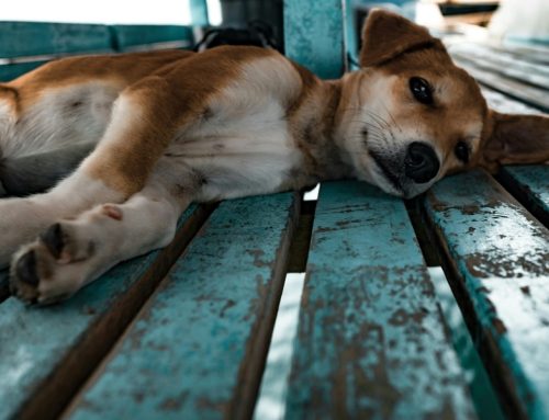 Cómo enseñar a tu perro a relajarse: técnicas para un perro más tranquilo y feliz
