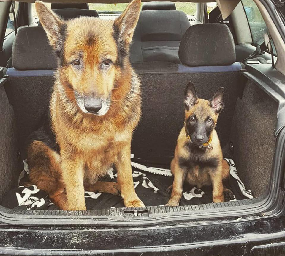 perros juntos felices