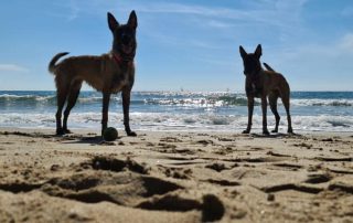 Perros en la playa