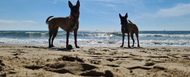 Perros en la playa
