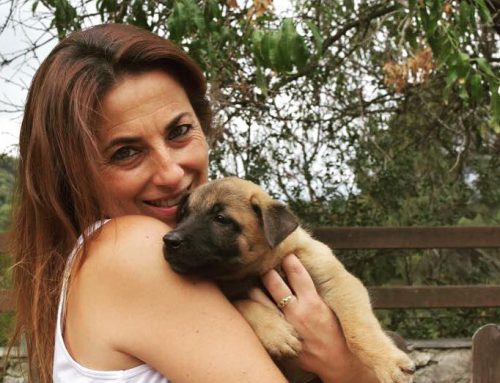 4 tipos de residencias caninas, ¿cuál es mejor para tu perro?