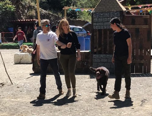 7 consejos para elegir clases de educación canina para tu perro