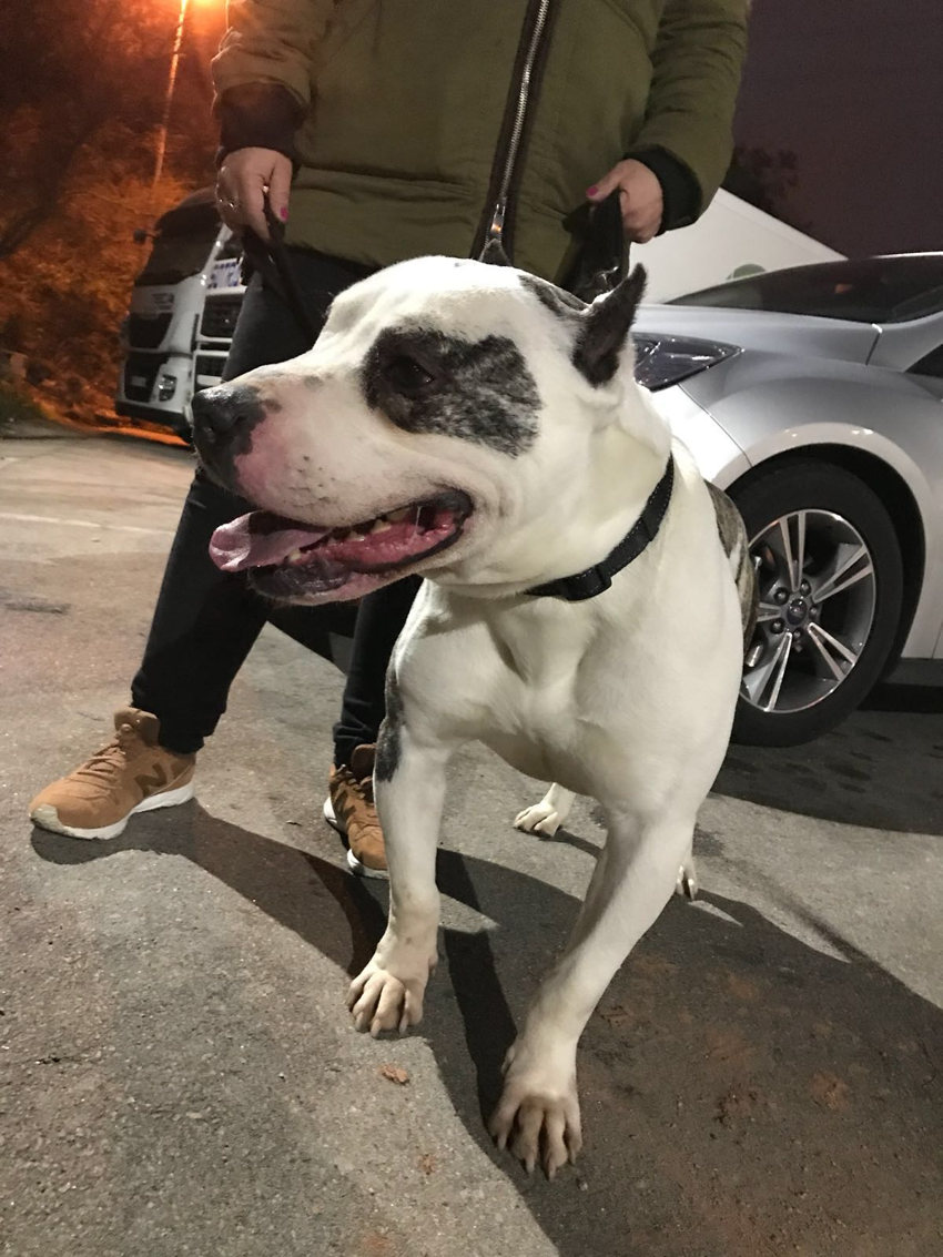 Pitbull raza potencial peligrosa