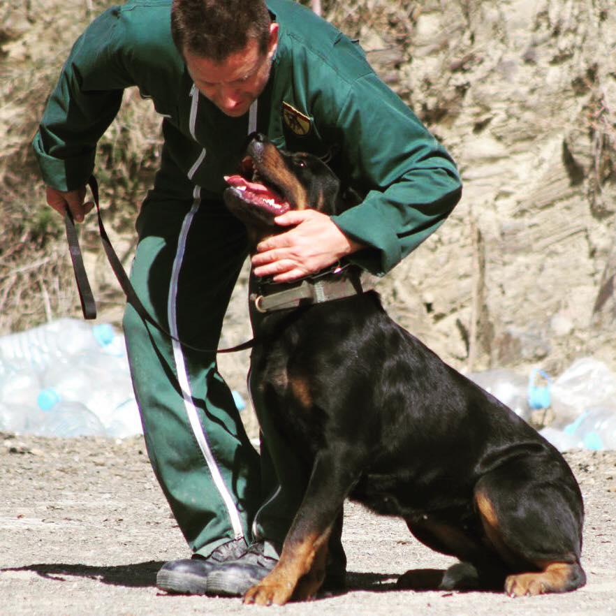 perro camina junto