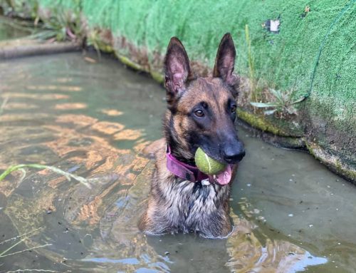10 consejos para refrescar a tu perro en verano