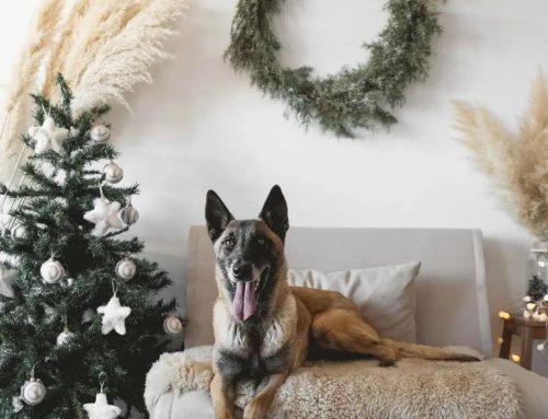 10 Ideas para regalos de navidad para perros