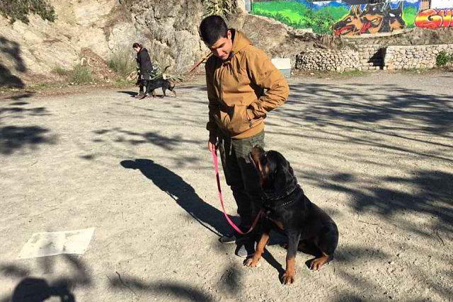 ejercicio canino sentado